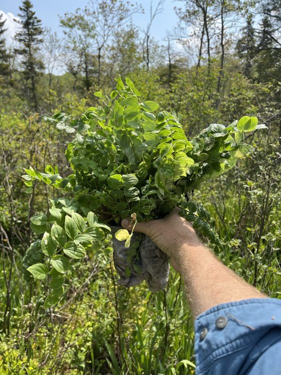A person holding a clump of leafy plants in an outdoor marsh area.